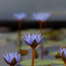 Load image into Gallery viewer, Charleston Aquatic Nurseries Pond Plants Charleston Surfrider