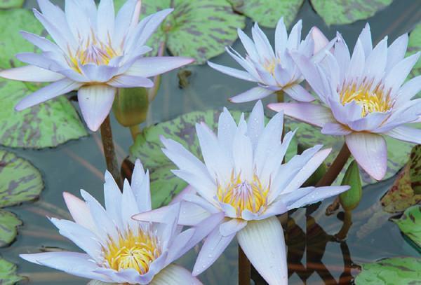 Charleston Aquatic Nurseries Pond Plants Charleston Surfrider