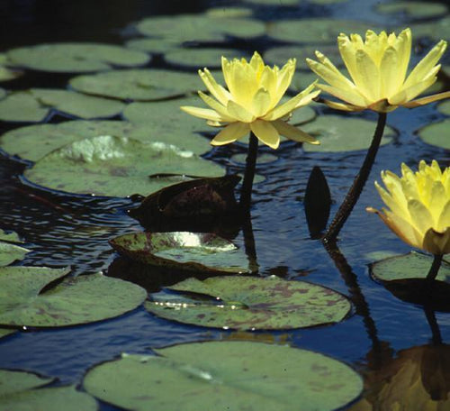 Charleston Aquatic Nurseries Pond Plants Charleston Texas Dawn