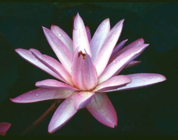 Charleston Aquatic Nurseries Pond Plants Charleston Texas Shell Pink