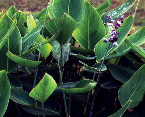 Charleston Aquatic Nurseries Pond Plants Charleston Thalia dealbata (Native water canna)