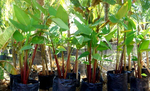 Charleston Aquatic Nurseries Pond Plants Charleston Thalia geneculata ruminoides (Red stemmed thalia)