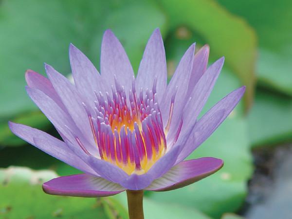 Charleston Aquatic Nurseries Pond Plants Charleston Tina