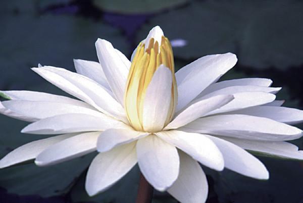Charleston Aquatic Nurseries Pond Plants Charleston Trudy Slocum