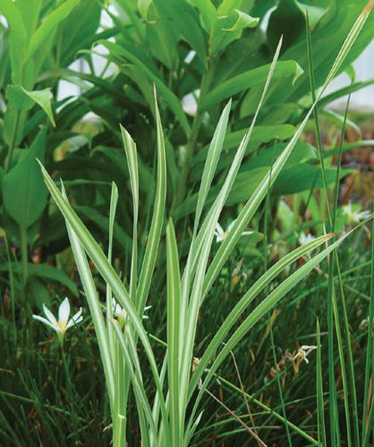 Charleston Aquatic Nurseries Pond Plants Charleston Typha latifolia Variegata (Variegated cattail)