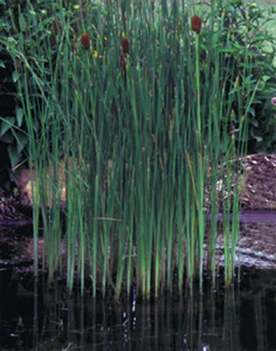 Charleston Aquatic Nurseries Pond Plants Charleston Typha laxmannii (Graceful cattail)