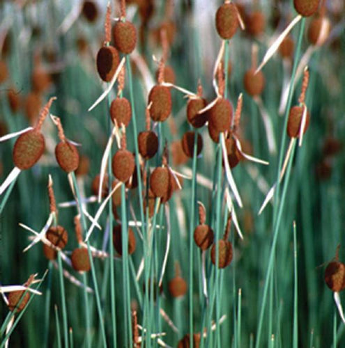 Charleston Aquatic Nurseries Pond Plants Charleston Typha minima (Micro-miniature cattail)