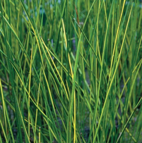 Charleston Aquatic Nurseries Pond Plants Charleston Variegata (Variegated striped rush)