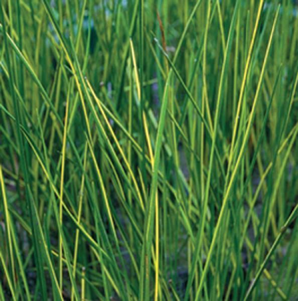 Charleston Aquatic Nurseries Pond Plants Charleston Variegata (Variegated striped rush)