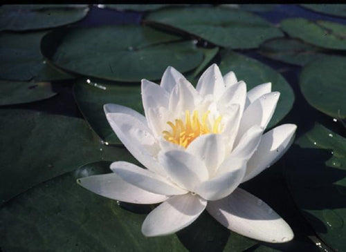 Charleston Aquatic Nurseries Pond Plants Charleston Virginalis