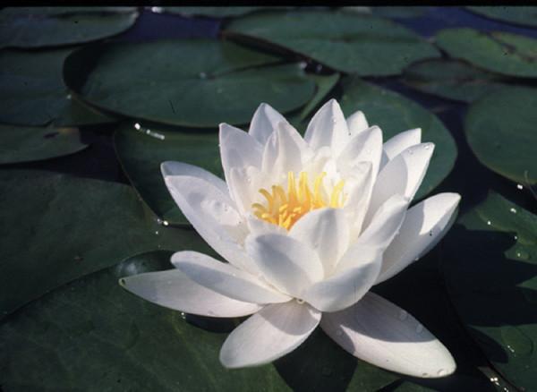 Charleston Aquatic Nurseries Pond Plants Charleston Virginalis