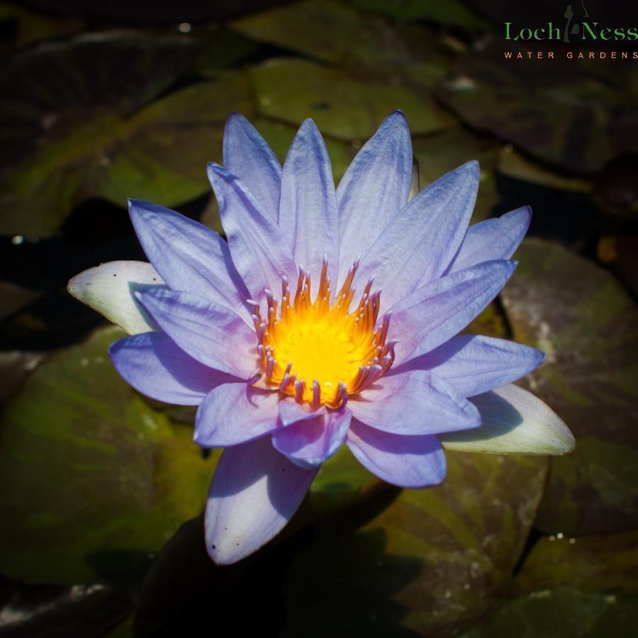 Charleston Aquatic Nurseries Pond Plants Charleston Water Lily Chaz