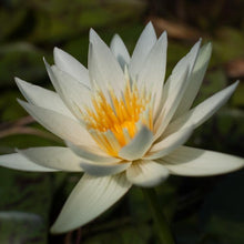 Load image into Gallery viewer, Charleston Aquatic Nurseries Pond Plants Charleston White Delight