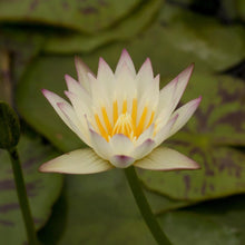 Load image into Gallery viewer, Charleston Aquatic Nurseries Pond Plants Charleston White Delight