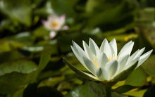 Load image into Gallery viewer, Charleston Aquatic Nurseries Pond Plants Charleston White Delight