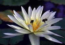Load image into Gallery viewer, Charleston Aquatic Nurseries Pond Plants Charleston White Delight