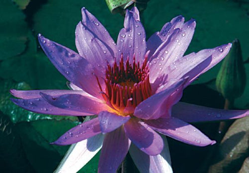 Charleston Aquatic Nurseries Pond Plants Charleston Wood's Blue Goddess