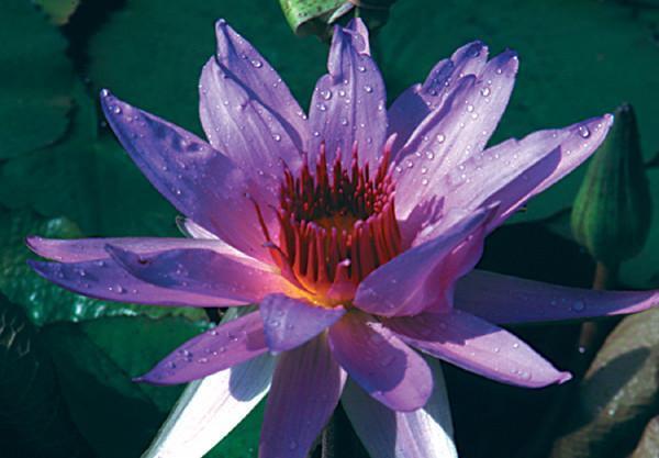 Charleston Aquatic Nurseries Pond Plants Charleston Wood's Blue Goddess