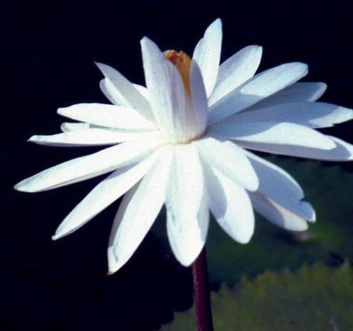 Charleston Aquatic Nurseries Pond Plants Charleston Wood's White Knight