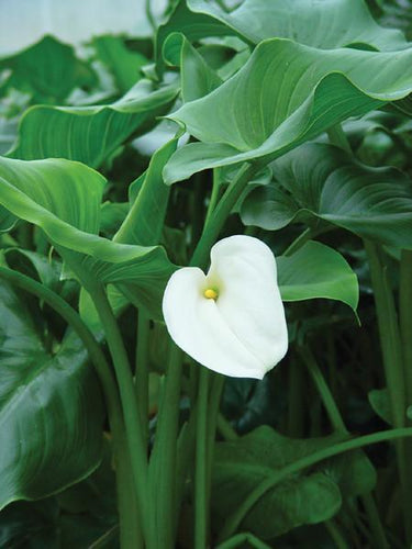 Charleston Aquatic Nurseries Pond Plants Charleston Zantedeschia aethipica (Common calla)