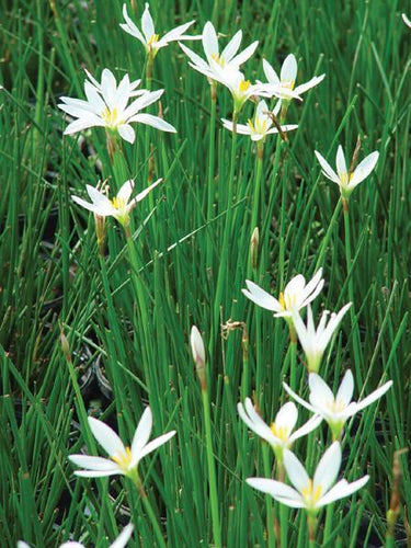 Charleston Aquatic Nurseries Pond Plants Charleston Zephyranthes candida (Rain Lily)