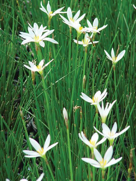 Charleston Aquatic Nurseries Pond Plants Charleston Zephyranthes candida (Rain Lily)