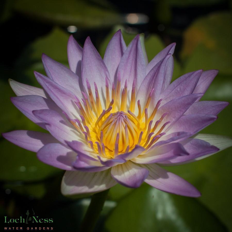 Charleston Aquatic Nurseries Pond Plants Pink Pearl