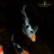 Load image into Gallery viewer, Koi Koi 3 &quot;Choice&quot; 8 -10 inch Butterfly Koi Pond Pack