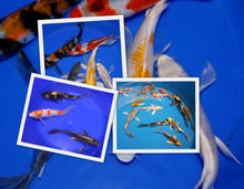 Load image into Gallery viewer, Koi Koi 3 &quot;Choice&quot; 8 -10 inch Butterfly Koi Pond Pack