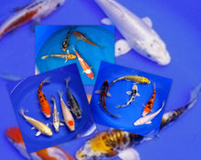 Load image into Gallery viewer, Koi Koi 3 &quot;Choice&quot; 8 -10 inch Koi Fish Pond Pack