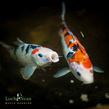 Load image into Gallery viewer, Koi Koi 3 &quot;Choice&quot; 8 -10 inch Koi Fish Pond Pack