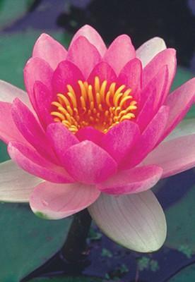 Loch Ness Water Gardens Small Test Product2